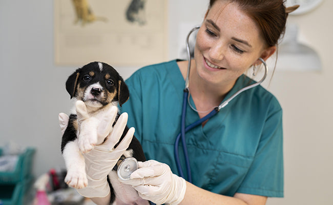 files/devenir-veterinaire-065453.jpg